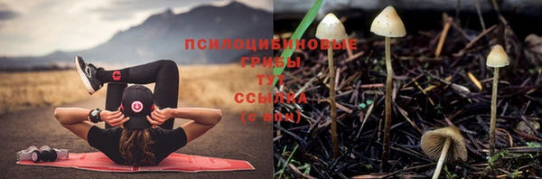 прущие грибы Заволжье